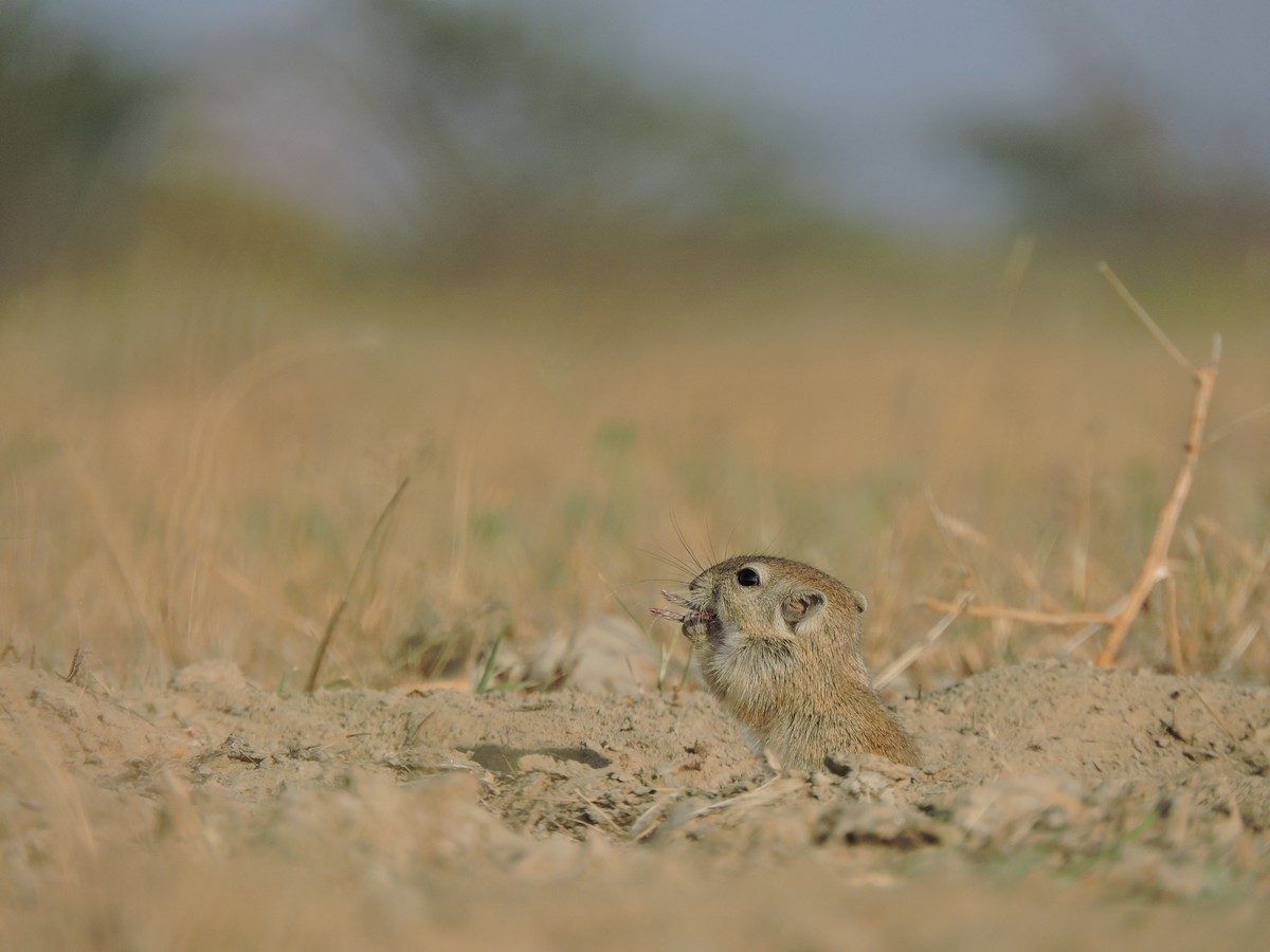 Desert Gerbil: A drummer of the desert