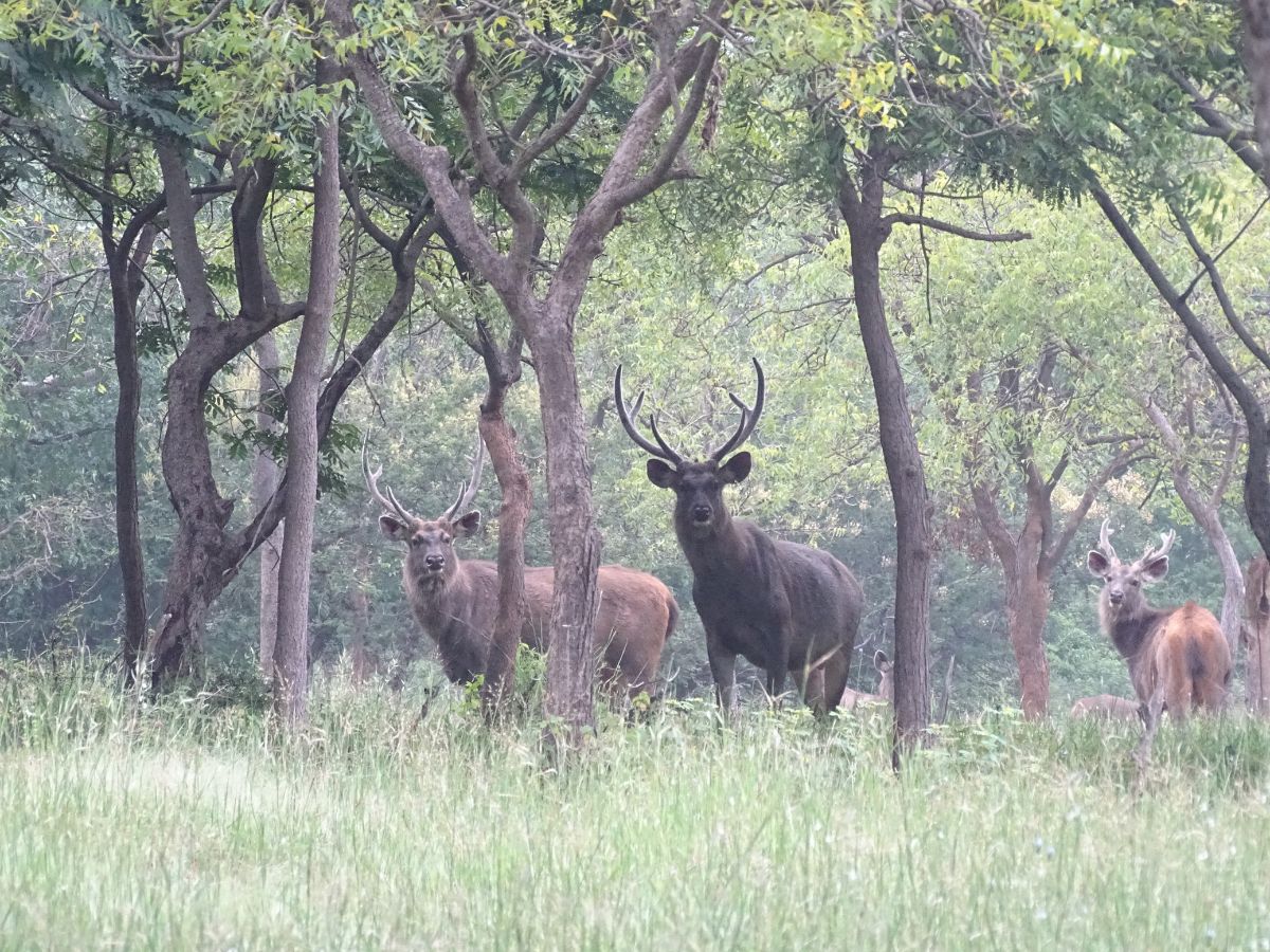 The Sagareshwar Story – an experiment in rewilding