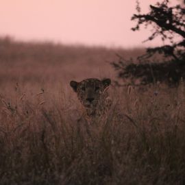The Sagareshwar Story – an experiment in rewilding
