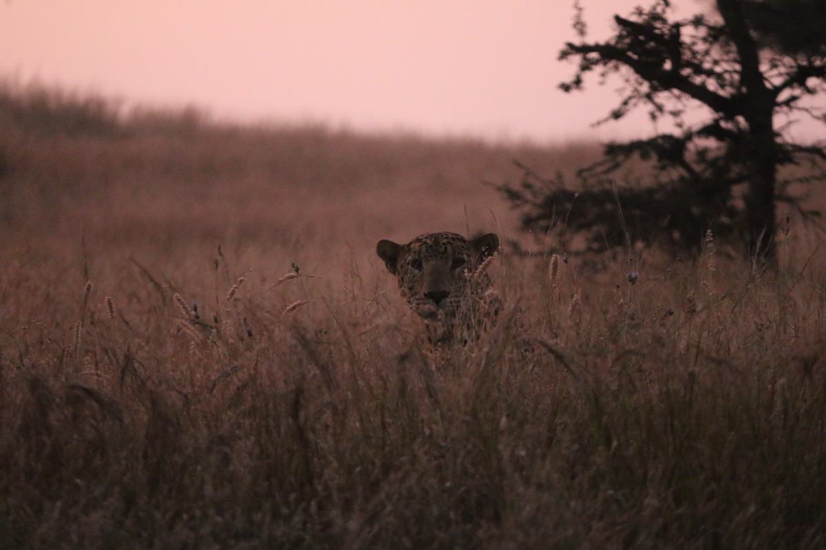 The Sagareshwar Story – an experiment in rewilding