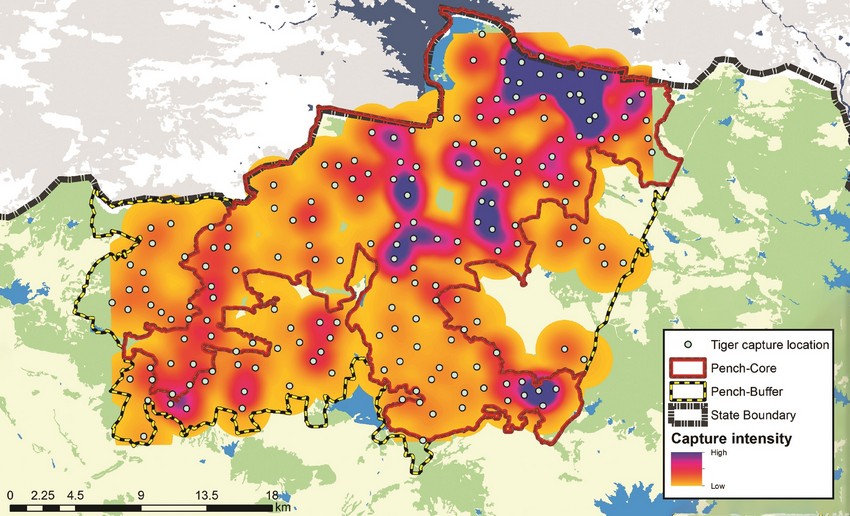 Camera Trapping: WCT uses camera traps to count tigers and leopards, and helps the government maintain a consolidated database of large carnivores living both inside and outside Protected Areas. Camera trapping is by far the most reliable population estimation technique.