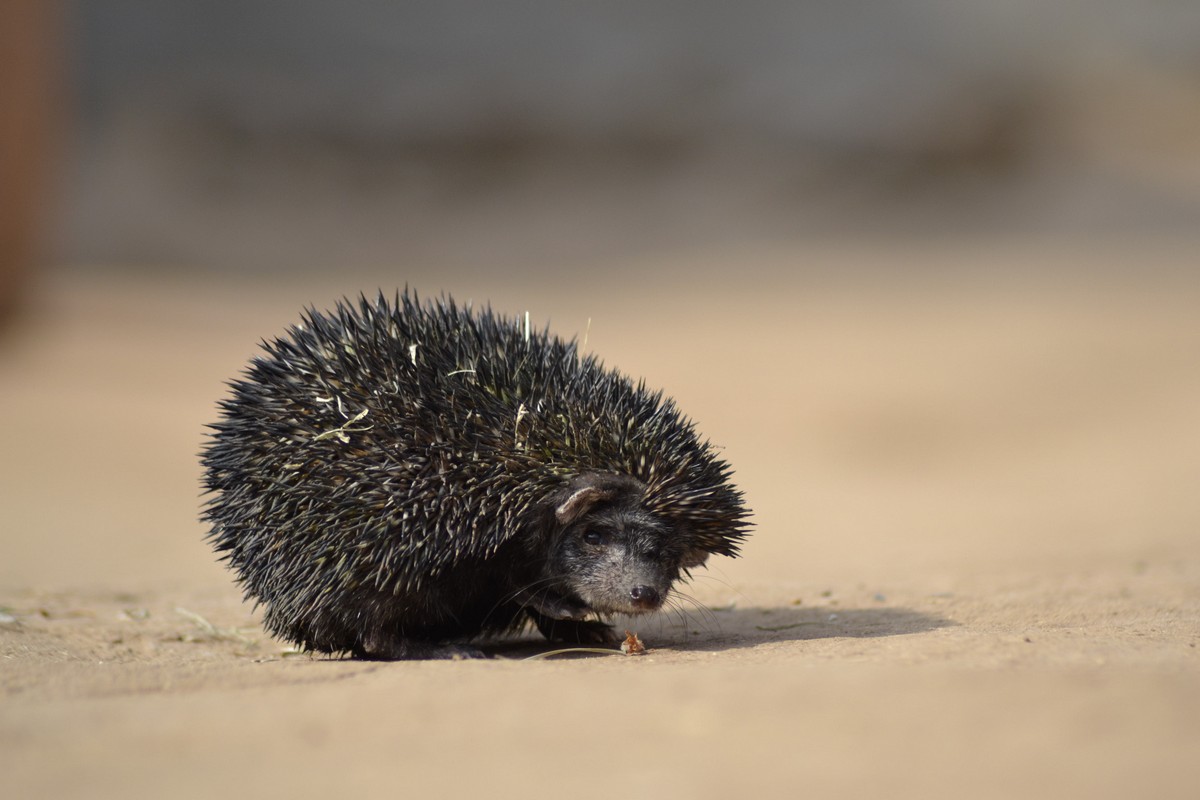 The scientific name for the Indian long-eared hedgehog, also known as the desert hedgehog, is Hemiechinus collaris. This species was first identified in 1830 by the British zoologist Thomas Edward Gray in colonial India, from the area between the Ganges and Yamuna rivers.