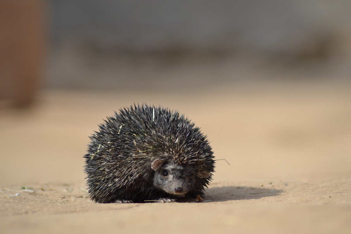 The scientific name for the Indian long-eared hedgehog, also known as the desert hedgehog, is Hemiechinus collaris. This species was first identified in 1830 by the British zoologist Thomas Edward Gray in colonial India, from the area between the Ganges and Yamuna rivers.