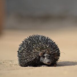The scientific name for the Indian long-eared hedgehog, also known as the desert hedgehog, is Hemiechinus collaris. This species was first identified in 1830 by the British zoologist Thomas Edward Gray in colonial India, from the area between the Ganges and Yamuna rivers.