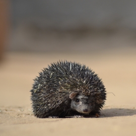 The scientific name for the Indian long-eared hedgehog, also known as the desert hedgehog, is Hemiechinus collaris. This species was first identified in 1830 by the British zoologist Thomas Edward Gray in colonial India, from the area between the Ganges and Yamuna rivers.