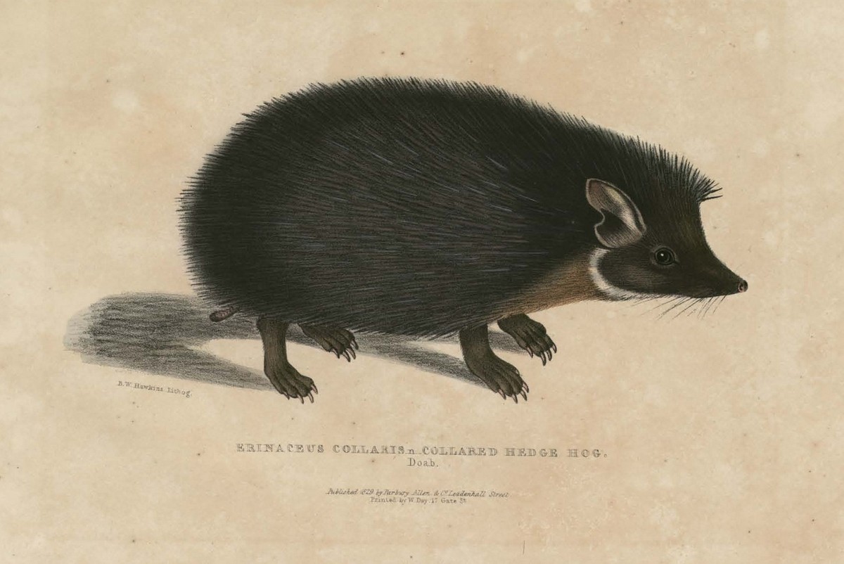 The scientific name for the Indian long-eared hedgehog, also known as the desert hedgehog, is Hemiechinus collaris. This species was first identified in 1830 by the British zoologist Thomas Edward Gray in colonial India, from the area between the Ganges and Yamuna rivers.
