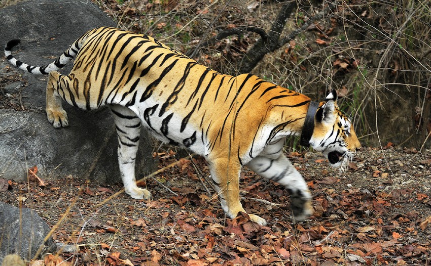 A radio- collared tiger
