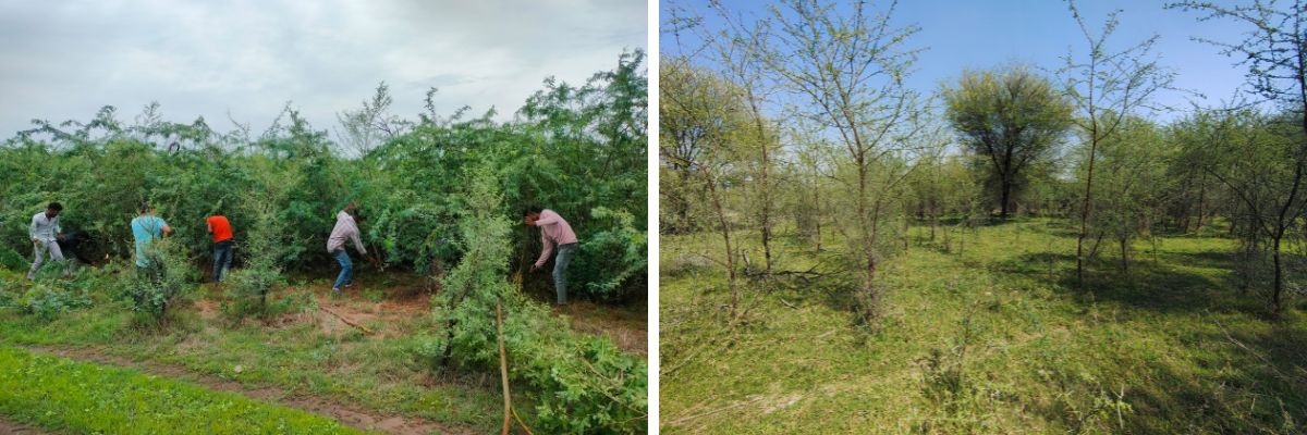 Manual removal of the dense thickets of invasive plant Prosopis juliflora underway as part of WCT’s ecological restoration efforts (left). One of the sites after removal of Prosopis juliflora, revealing an open landscape with surviving native tree species (right). ©WCT