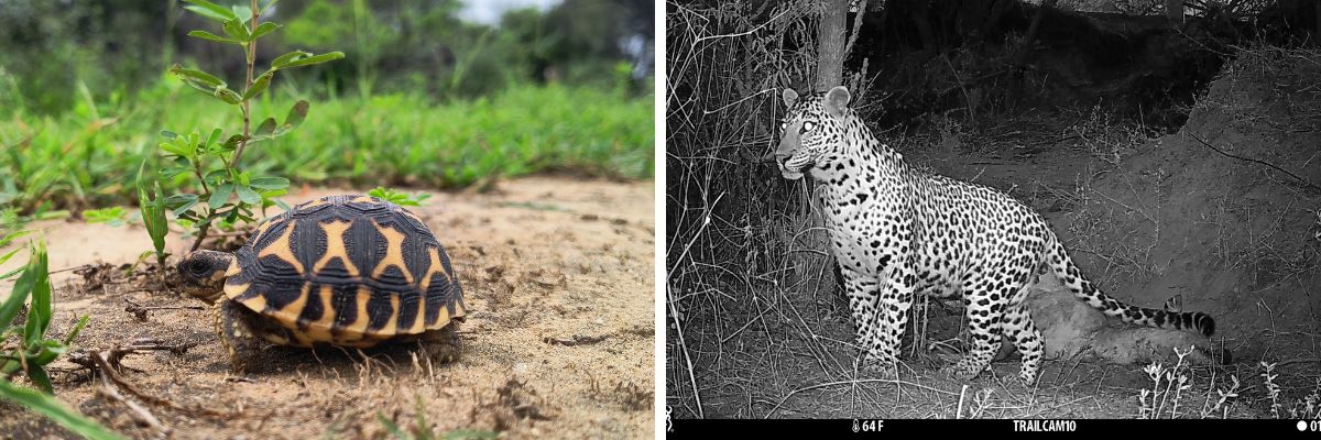 WCT has conducted baseline ecological surveys at Chhatrasagar, Rajasthan. A juvenile star tortoise (left) and male leopard (right) are two of the many species recorded during the surveys. ©Chetan Misher/WCT