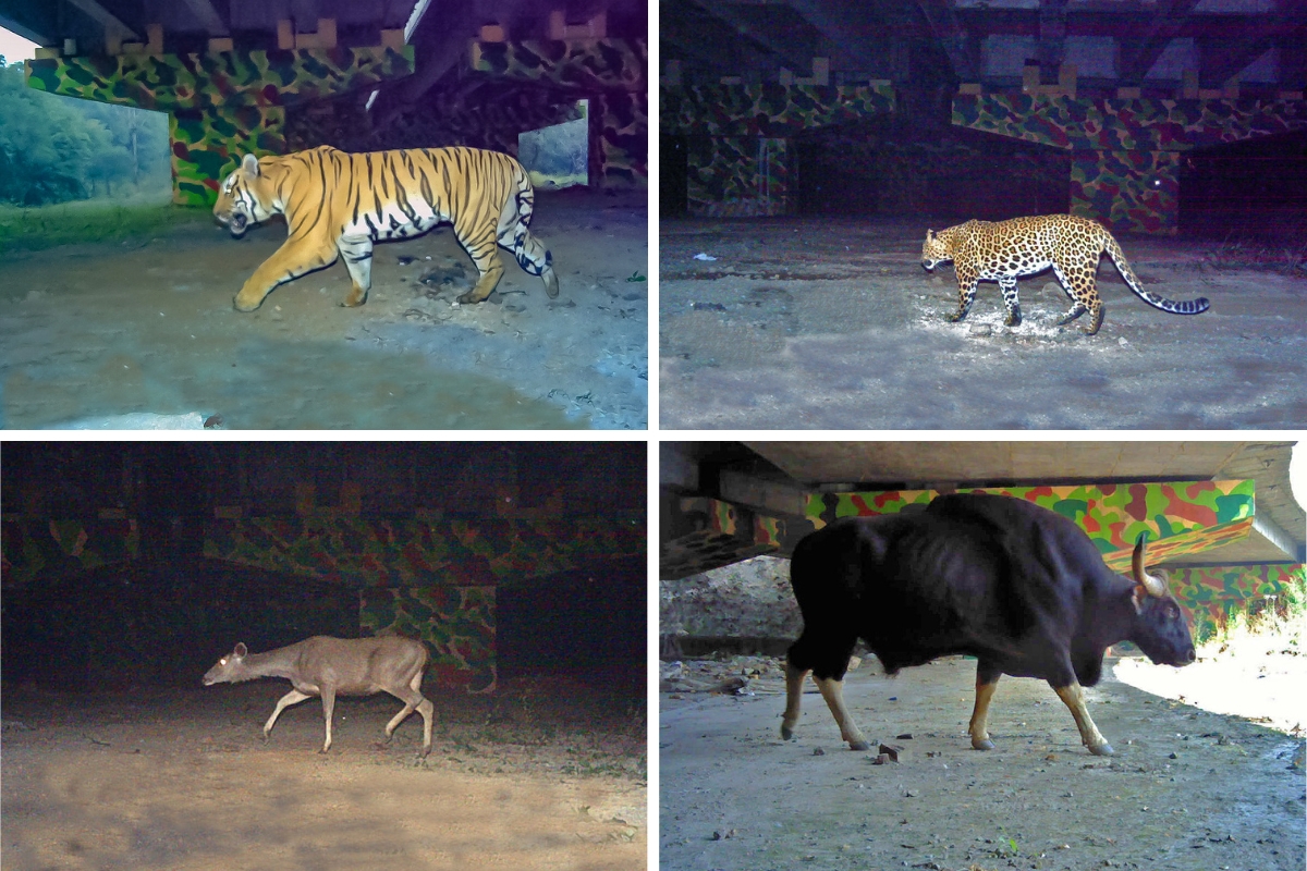 Camera trap photographs of a variety of large mammals using the underpass built on National Highway 44 along the Kanha-Pench corridor (Clockwise from top: tiger, leopard, gaur and sambar).