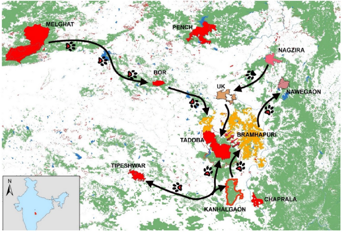 WCT deciphered important functional tiger corridors connecting Tadoba-Andhari Tiger Reserve with other PAs using DNA extracted from tiger scat samples.