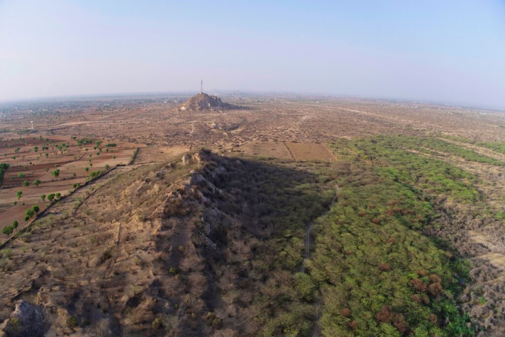 The ecological integrity of dryland ecosystems, such as this scrub forest in Rajasthan, has been reshaped because of Prosopis juliflora, an invasive shrub.