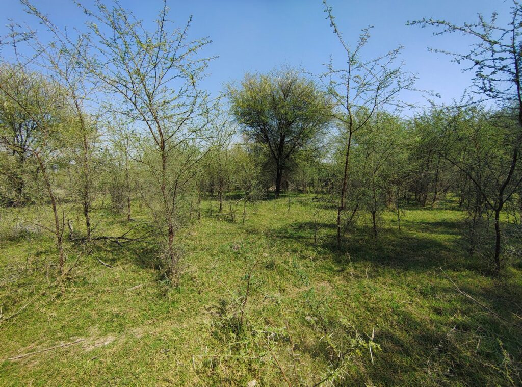 A restored site post-removal reveals an open landscape and resilient native tree species.