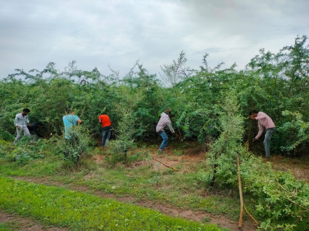 As part of WCT’s ecological restoration efforts, dense thickets of Prosopis juliflora are being cleared manually, to make way for native plant species.