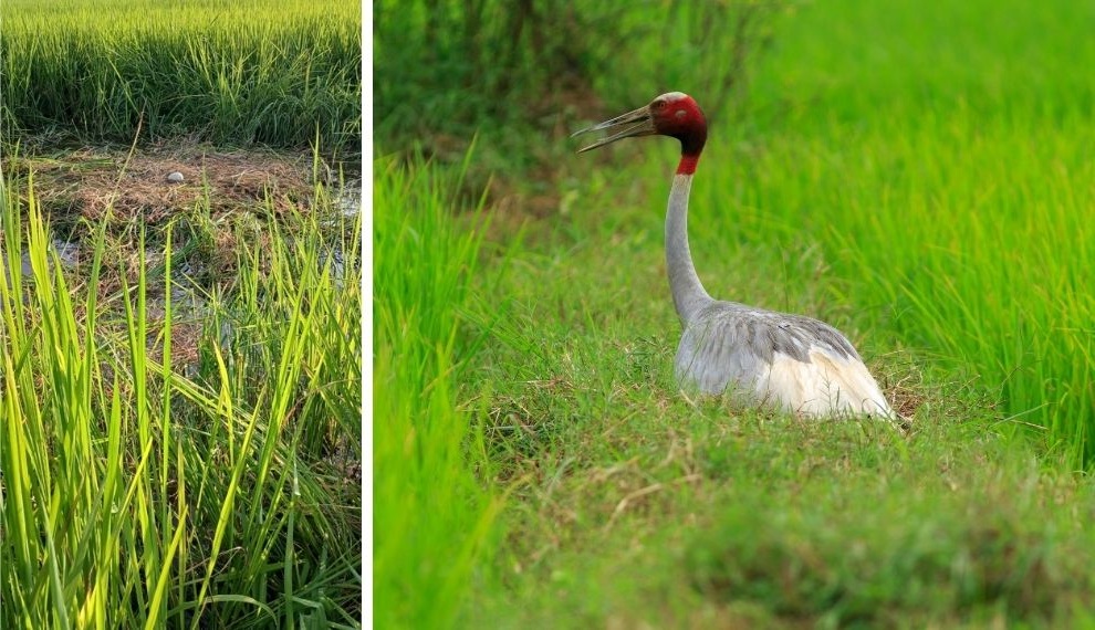 From Soil to the Skies: Threats Loom Large Over the Sarus Crane