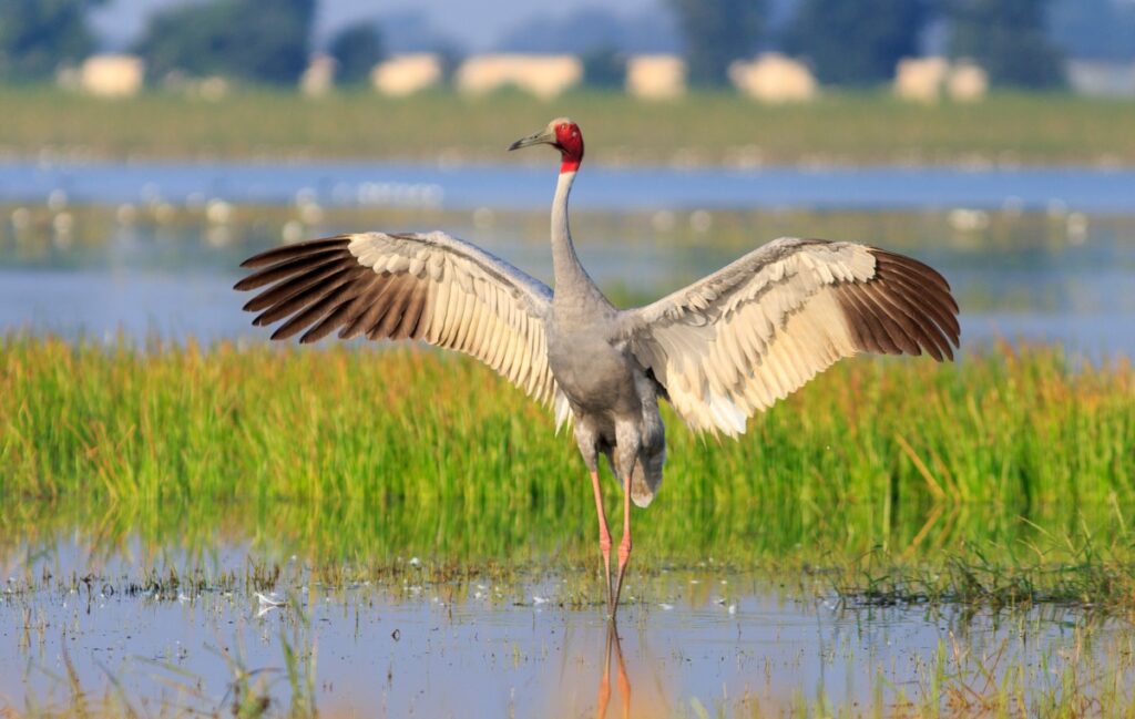 From Soil to the Skies: Threats Loom Large Over the Sarus Crane