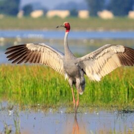 From Soil to the Skies: Threats Loom Large Over the Sarus Crane
