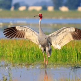 From Soil to the Skies: Threats Loom Large Over the Sarus Crane