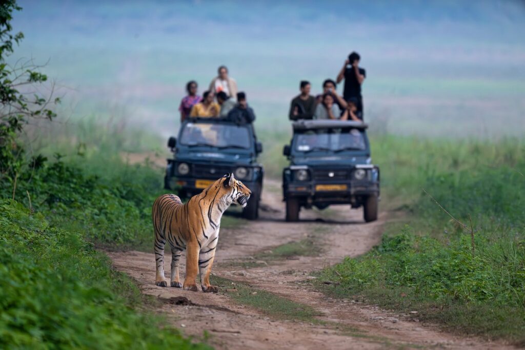 The Economics of a Living Tiger - Regulated jeep safaris are not the principal cause of human-tiger conflict. When properly managed, they are instruments that finance conservation infrastructure, sustain rural livelihoods, and incentivise coexistence.