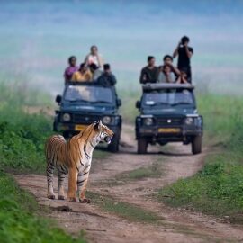 The Economics of a Living Tiger - Regulated jeep safaris are not the principal cause of human-tiger conflict. When properly managed, they are instruments that finance conservation infrastructure, sustain rural livelihoods, and incentivise coexistence.
